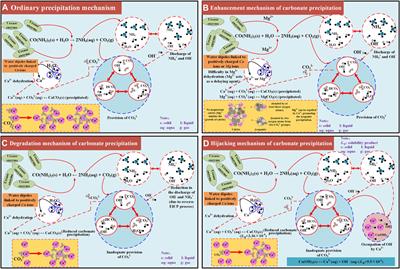 Revealing the Enhancement and Degradation Mechanisms Affecting the Performance of Carbonate Precipitation in EICP Process